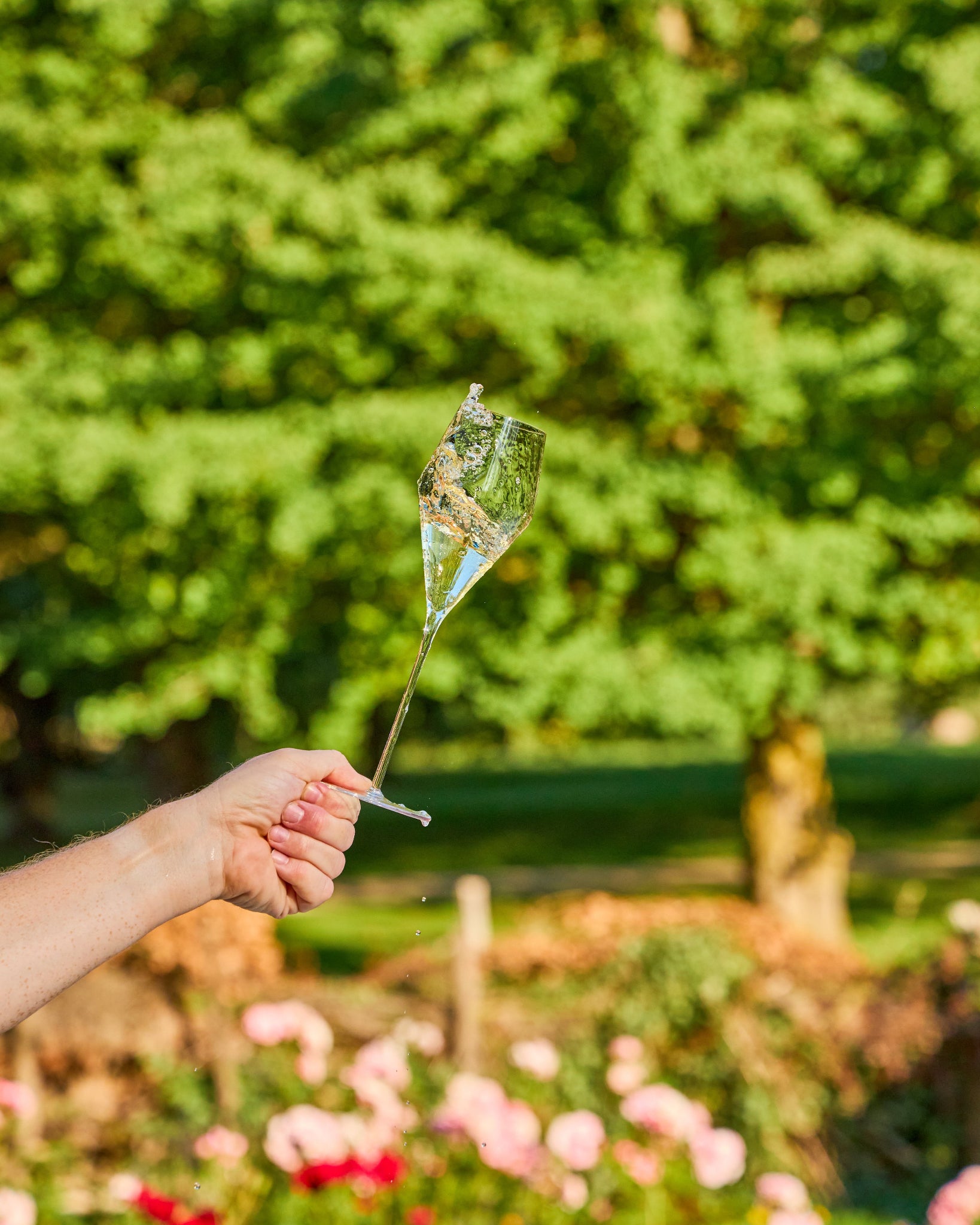 A hand holding a clear Zalto champagne glass flute filled with water outdoors in a garden with green trees and pink flowers in the background.