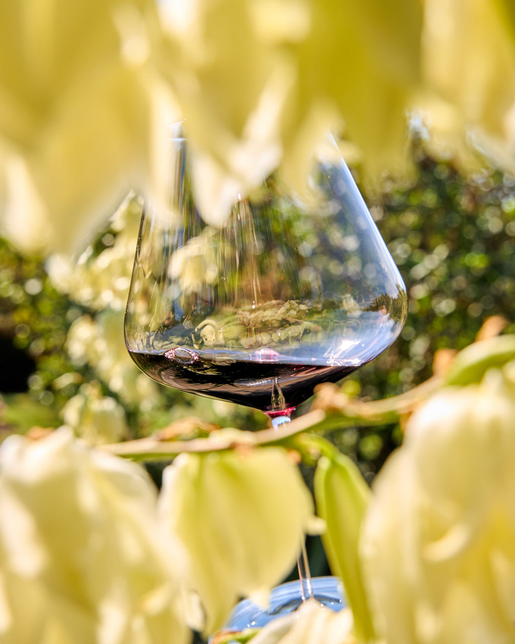 A clear  Zalto Burgundy wine glass partially filled with red wine, framed by soft yellow-green leaves in a natural outdoor setting.