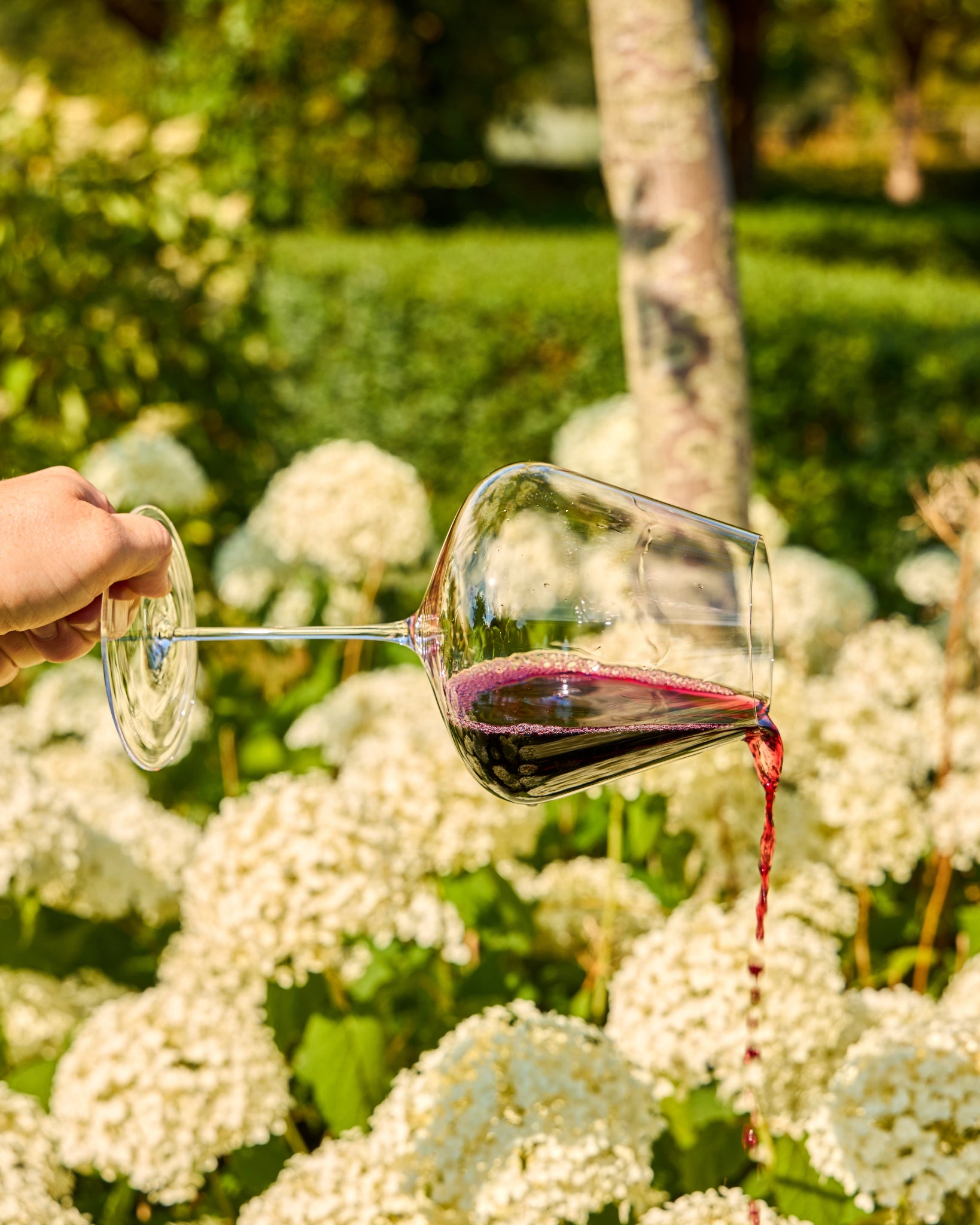 A hand holds a clear Zalto Burgundy wine glass containing red wine, with the wine dripping from the bowl, set against a blurred garden background of white flowers and green foliage.