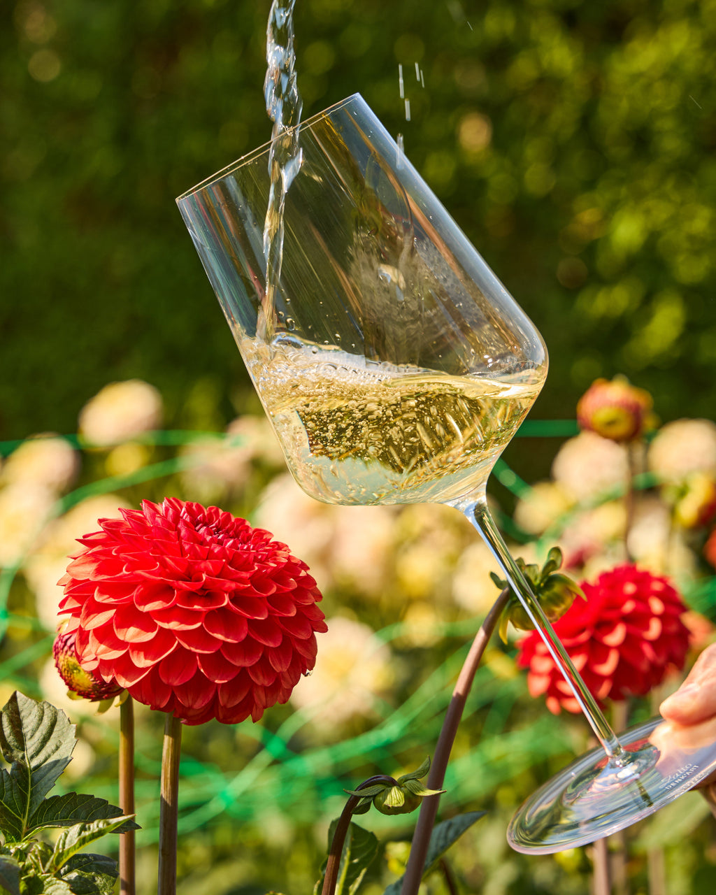 A clear Zalto Universal wine glass with a curved bowl and stem, partially filled with pale golden liquid and suspended in mid-air as water pours into it. The glass is photographed outdoors among green foliage and bright red flowers.