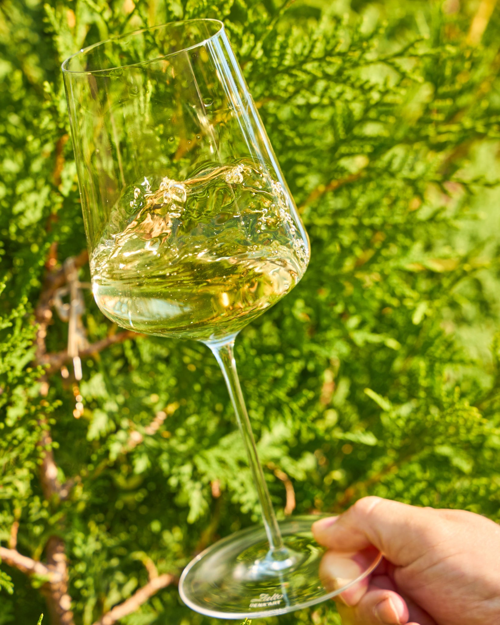 A clear Zalto Universal wine glass containing white wine, held by a hand against a blurred background of green foliage.