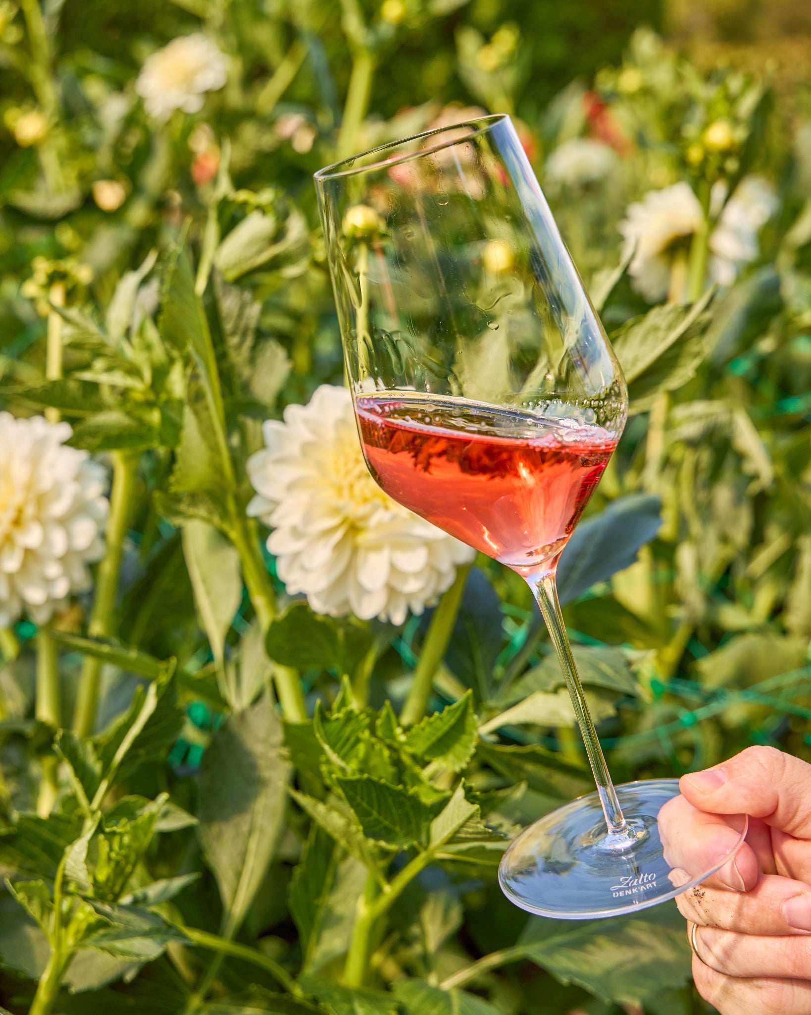 A hand holds a clear Zalto white  wine glass containing pinkish-red liquid in front of a blurred garden background with green foliage and white flowers.